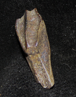 A photo of a rooted Hadrosaur tooth like would have been in this jaw section.